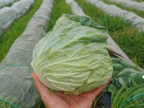 特産品のキャベツ