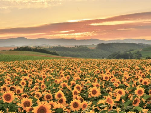緑肥のひまわり